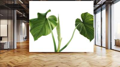 Backside of heart shape green leaves Philodendron species the tropical foliage plant Wall mural