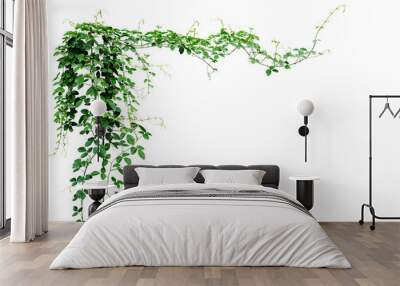 Bush grape or three-leaved wild vine cayratia (Cayratia trifolia) liana ivy plant bush, nature frame jungle border isolated on white background, clipping path included. Wall mural