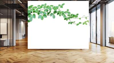 Bush grape or three-leaved wild vine cayratia (Cayratia trifolia) liana ivy plant bush, nature frame jungle border Wall mural