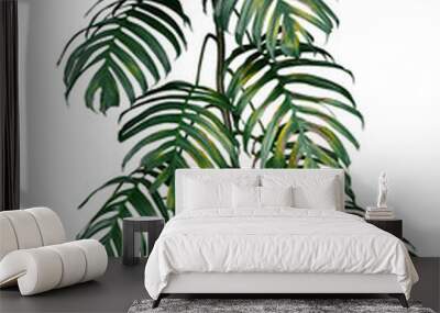 Dark green yellow leaves of native Monstera philodendron plant growing in wild, the tropical forest plant, evergreen climbing vine isolated on white background, clipping path included. Wall mural