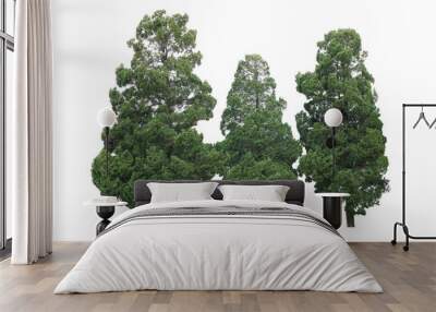 Garden pine trees ornamental plant, three fir trees in forest garden  isolated on white background.. Wall mural