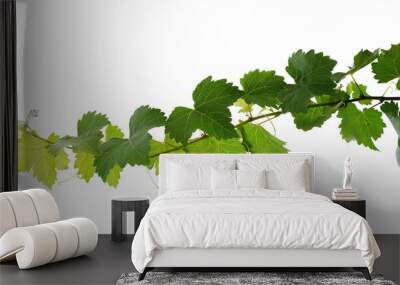 Grape leaves vine plant branch with tendrils in vineyard Wall mural