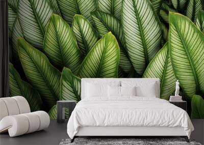 Green leaf with white stripes of Calathea majestica , tropical foliage plant nature leaves pattern on dark background. Wall mural