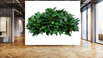 Green leaves hosta plant bush, lush foliage tropic garden plant isolated on white background with clipping path. Wall mural