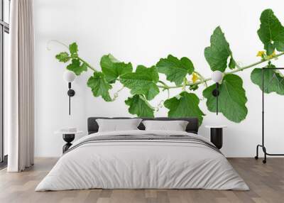 Green leaves of Cantaloupe (Muskmelon) with yellow flowers and tendrils, pumpkin leaf-like vine plant Wall mural