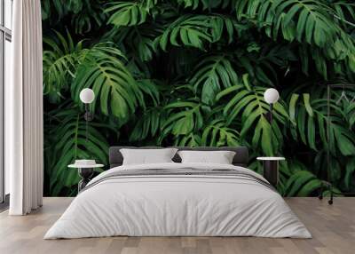 Green leaves of Monstera philodendron plant growing in wild, the tropical forest plant, evergreen vines abstract color on dark background. Wall mural