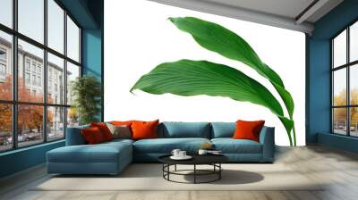 Green leaves of turmeric (Curcuma longa) ginger medicinal herbal plant Wall mural