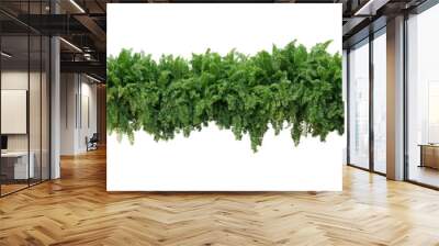 Green leaves tropical foliage plant bush of cascading Fishtail fern or forked giant sword fern (Nephrolepis spp.) the shade garden landscaping shrub plant isolated on white background, clipping path. Wall mural