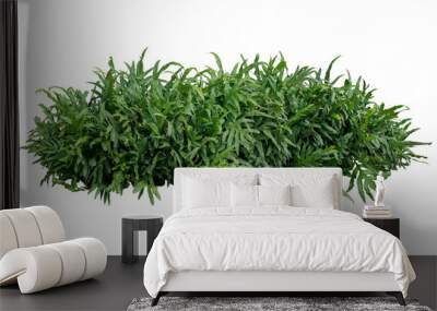 Green leaves tropical foliage plant bush of Wart fern or Monarch fern (Phymatosorus scolopendria) the garden landscaping shrub isolated on white background, clipping path included. Wall mural