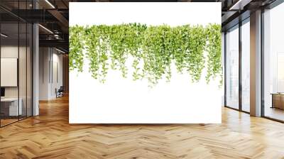 Green succulent leaves hanging vines ivy bush climbing epiphytic plant (Dischidia sp.) after rain in tropical rainforest garden isolated on white background, nature backdrop with clipping path. Wall mural