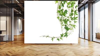 Hanging vines leaves of sweet potato vine plant isolated on white background with clipping path. Wall mural