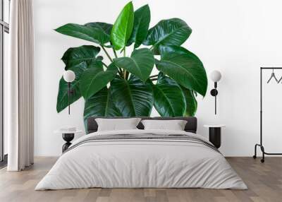 Heart shaped dark green leaves of philodendron “Emerald Green” tropical foliage plant bush isolated on white background, clipping path included. Wall mural