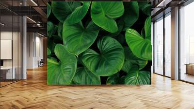 Heart shaped green leaves of Homalomena plant growing in wild, tropical leaf nature pattern on dark background. Wall mural