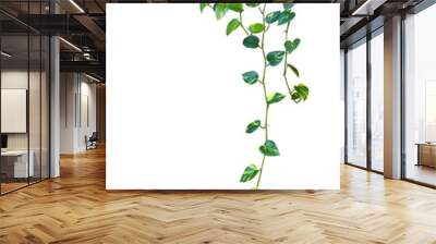 Heart shaped green variegated leaves hanging vine plant bush of devil's ivy or golden pothos houseplant Wall mural