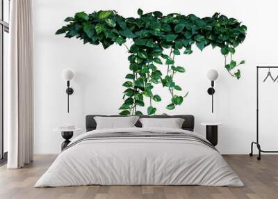 Heart-shaped green variegated leaves of devil’s ivy or golden pothos the tropical forest plant, hanging vines houseplant bush Wall mural