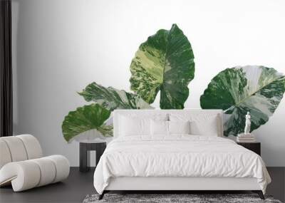 Heart shaped variegated leaves of Elephant Ears or Variegated Alocasia (Alocasia macrorrhiza variegata), rare tropical foliage plant isolated on white background with clipping path. Wall mural