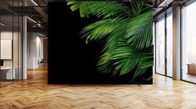 Palm leaves, the tropical plant growing in wild on black background. Wall mural