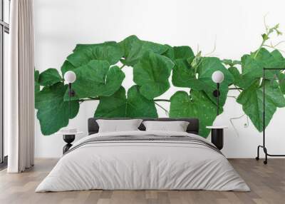 Pumpkin leaves vine plant stem and tendrils isolated on white background, clipping path included.. Wall mural