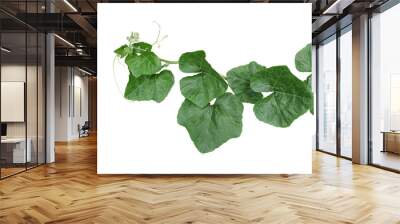 Pumpkin leaves vine plant stem and tendrils Wall mural