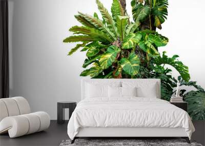 Rainforest tree trunk with tropical foliage plants, Monstera, golden pothos vines ivy, bird's nest fern, and orchid leaves isolated on white background with clipping path, rich biodiversity in nature. Wall mural