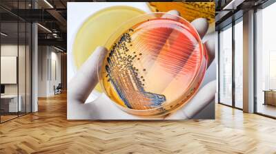 Scientist's hand in medical latex glove holding the bacteria colonies growing petri dish over bacteria plates background. Salmonella bacterial colonies on Salmonella-Shigella medium agar plate. Wall mural