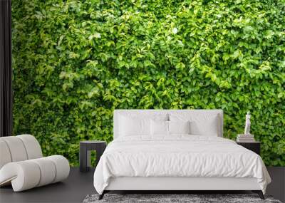 Green leaves on the wall background texture Wall mural