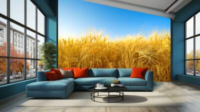 Field of ripe golden barley with fuzzy beards, natural pattern Wall mural