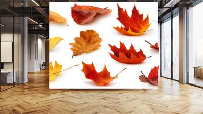 Isolated leaves. Collection of multicolored fallen autumn leaves isolated on white background Wall mural