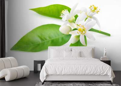 Isolated orange blossoms. Blooming branch of orange tree with flowers and leaves isolated on white background with clipping path Wall mural