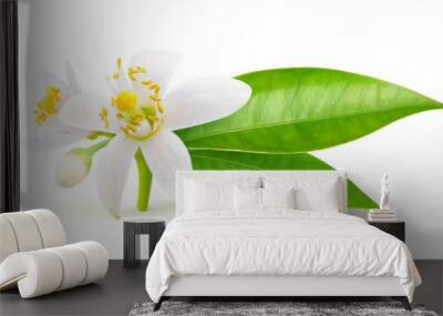 Isolated orange flowers. Blossoming branch of orange tree isolated on white background with clipping path Wall mural