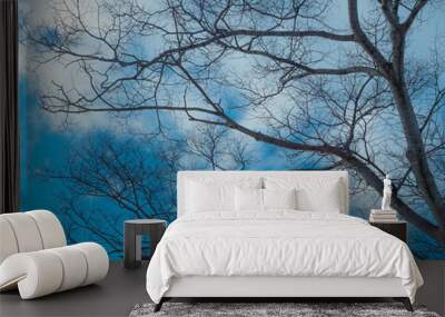 Blue sky and tree is beatiful. Wall mural