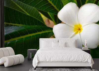 white frangipani flower Wall mural