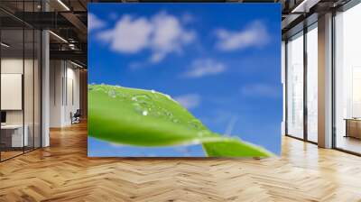 Eco Nature Background with  Blue Sky and  Water Drops on Green fresh leaf Wall mural