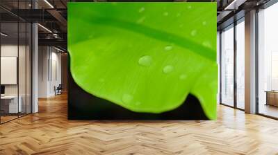 Water drops on green leaves,close up Wall mural