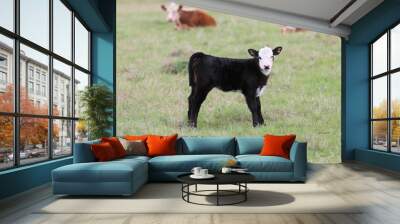 A Black Baldy Calf in a Pasture in South Central Oklahoma Wall mural