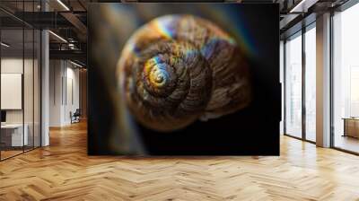 spiral shell macro in prism light Wall mural