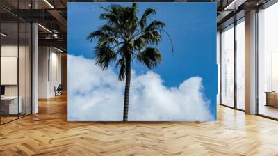 palm tree and blue sky Wall mural