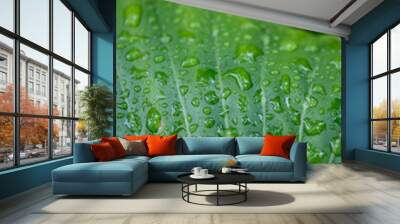 water drops on a leaf Wall mural