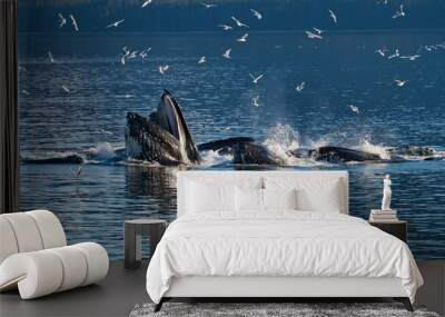 Group of killer whales coming out of ocean water to catch seagulls with hills in the background Wall mural