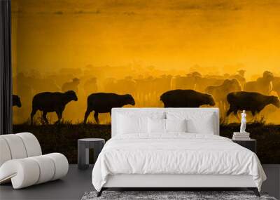 Line of sheep  walking in dusty late  orange sunset-lit field with sheep in background Wall mural