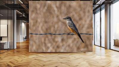 Say's Phoebe (Sayornis phoebe)  Wall mural