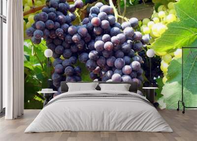 grapes on the vine Wall mural