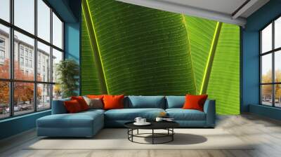 wet banana leaf abstract background Wall mural