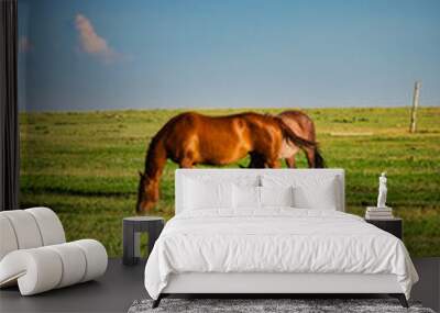 horse in field Wall mural