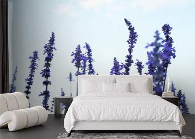 beautiful violet lavender flowers with blue sky background.  selective focus. Wall mural