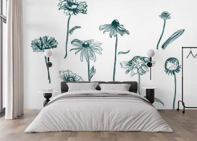 vector background hand drawn engraving flower rudbeckia design elements Wall mural