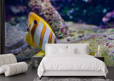 copperband butterfly fish in closeup, colorful tropical fish specie from the pacific ocean Wall mural