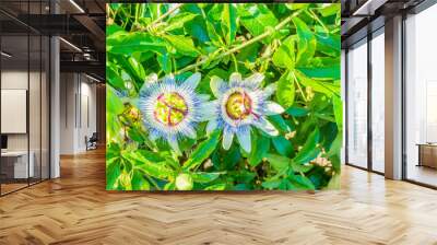 two passion flowers on a passion flower plant Wall mural