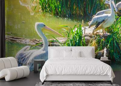 two pelicans in a water landscape one standing on the shore and one on a rock Wall mural