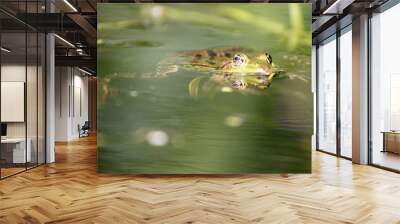 frog in the pond Wall mural